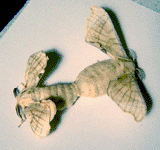 accouplement