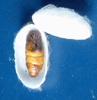 cocon ouvert avec chrysalide
