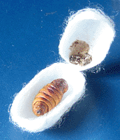 chrysalide avec vieille peau