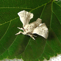 papillon