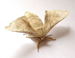 papillon femelle