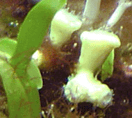 corail curvata