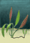 cryptocoryne