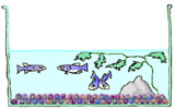 bac reproduction