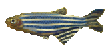 danio