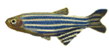 danio
