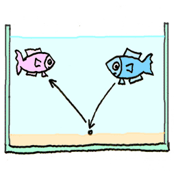 ichthyophthirius