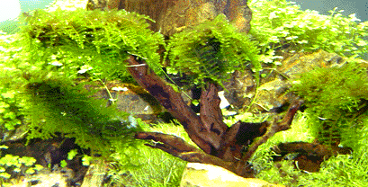 arbre mousse de java