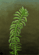 Elodea
