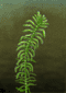 elodea