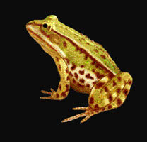 grenouille