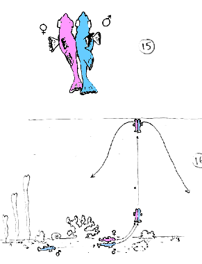 mandarins_accouplement
