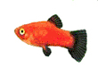 platy
